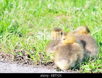 Eine kleine Gruppe von Kanada Gänse Gänsel sitzen auf der Seite ein Radweg. Stockfoto