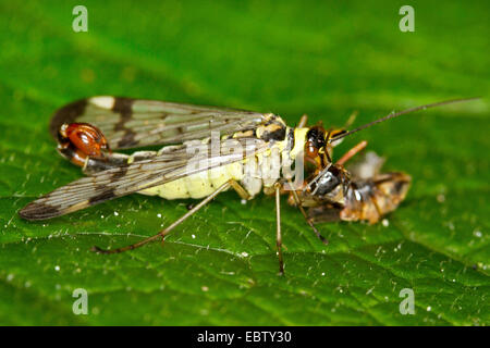 gemeinsame Scorpionfly (Panorpa Communis), feeds gefangen Daddy Langbein, Deutschland, Mecklenburg-Vorpommern Stockfoto