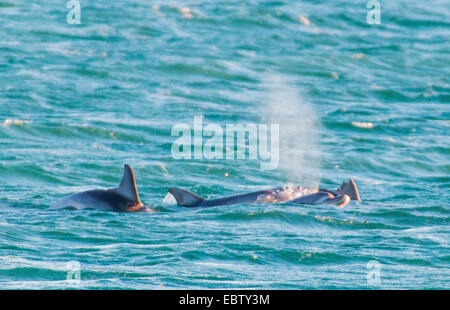 Bottlenosed Delphin, gemeiner Flasche – Nosed Delfin (Tursiops Truncatus), Schweinswale steigt an die Oberfläche für die Atmung, Western Australia, Australien, Monkey Mia Stockfoto