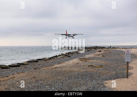 Harbor Seal, gemeinsame Dichtung (Phoca Vitulina), Landung Flugzeug über dem Hafen von Dichtungen, Deutschland, Schleswig-Holstein, Helgoland Stockfoto