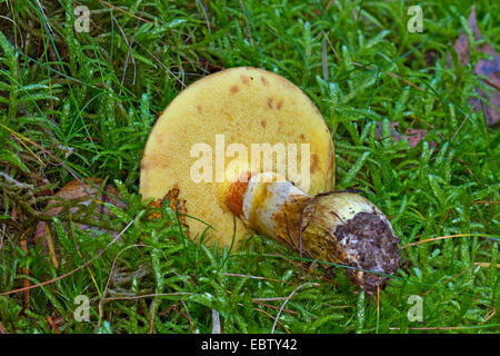 Lärche Bolete (Suillus Grevillei), einzelne Fruchtkörper Körper auf Waldboden, Deutschland, Mecklenburg-Vorpommern Stockfoto