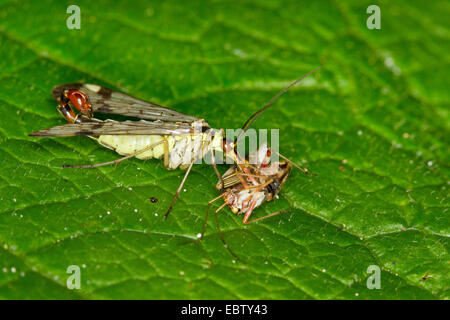 gemeinsame Scorpionfly (Panorpa Communis), feeds gefangen Daddy Langbein, Deutschland, Mecklenburg-Vorpommern Stockfoto