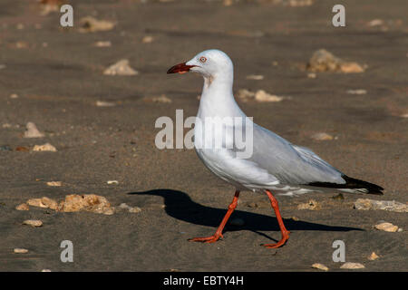 silberne Möwe (Larus Novaehollandiae Novaehollandiae Chroicocephalus), mit einem Wurm in seiner Rechnung, Australia, Western Australia, Exmouth Stockfoto