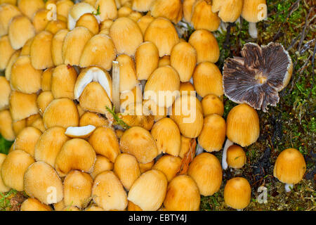 glitzernde Inkcap (Coprinus Micaceus), auf moosigen Baum Haken, Deutschland, Mecklenburg-Vorpommern Stockfoto