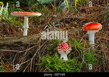 Fliegenpilz (Amanita Muscaria), drei Fruchtkörper in Moos auf Waldboden, Deutschland, Mecklenburg-Vorpommern Stockfoto