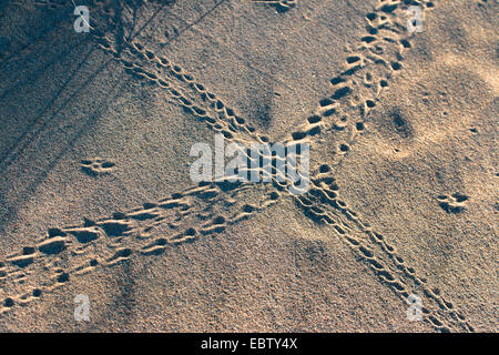 Krabben Sie-Spuren im Dünensand, Western Australia, Australien, Exmouth Stockfoto