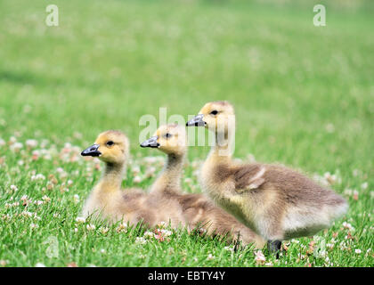 Drei Kanadagans Gänsel sitzen in der Wiese. Stockfoto