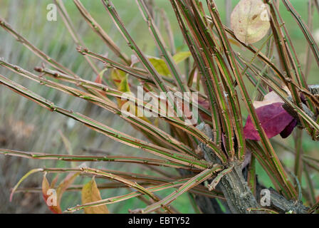 geflügelte brennenden Dornbusch, Wahoo, geflügelte Pfaffenhütchen, geflügelte Spindel-Baum (Euonymus Alatus "BHT', Euonymus Alatus BHT), Sorte BHT, geflügelten Stengel Stockfoto