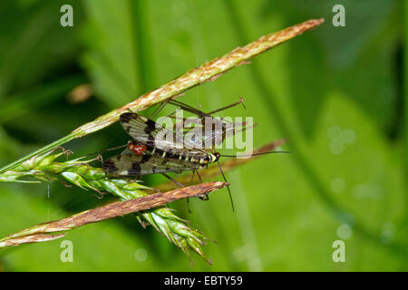 gemeinsame Scorpionfly (Panorpa Communis), feeds gefangen Daddy Langbein, Deutschland, Mecklenburg-Vorpommern Stockfoto