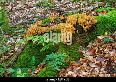 glitzernde Inkcap (Coprinus Micaceus), auf moosigen Baum Haken, Deutschland, Mecklenburg-Vorpommern Stockfoto