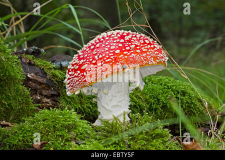 Fliegenpilz (Amanita Muscaria), Fruchtbildung Körper in Moos auf Waldboden, Deutschland, Mecklenburg-Vorpommern Stockfoto