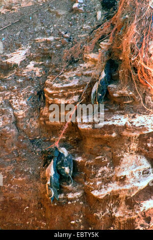 gemeinsamen Guillemot (Uria Aalge), Vogel Mummys auf einem Vogelfelsen auf Helgoland, Deutschland, Schleswig-Holstein, Helgoland Stockfoto