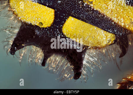 Wolle Karde Biene (Anthidium Manicatum), Rückseite eine Drohne, Rostock, Garten, Mecklenburg-Vorpommern, Deutschland Stockfoto