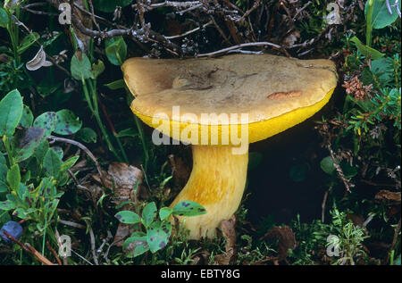 Gelb-geknackt Bolete, Wildleder Bolete, braun und gelb Bolet, Boring brown Bolete (Boletus Subtomentosus, Xerocomus Subtomentosus), Fruchtkörper, einzelne Musfroom, Deutschland Stockfoto