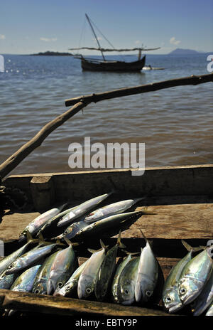 Fische gefangen am Ausleger-Kanu, Madagaskar, Nosy Be Stockfoto