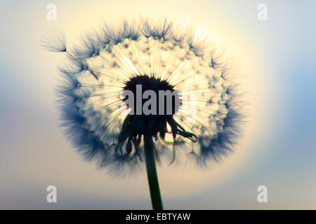 gemeinsamen Löwenzahn (Taraxacum Officinale), Fruchtbildung, Schweiz Stockfoto