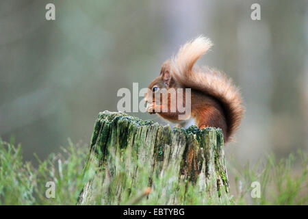 Europäische Eichhörnchen, eurasische Eichhörnchen (Sciurus Vulgaris), mit Haselnuss in seine Pfoten, Großbritannien, Schottland, Cairngorm National Park Stockfoto