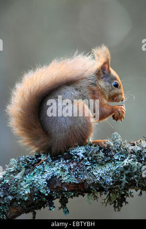 Europäische Eichhörnchen, eurasische rote Eichhörnchen (Sciurus Vulgaris), sitzt auf einem Ast mit Haselnuss, Großbritannien, Schottland, Cairngorm National Park Stockfoto
