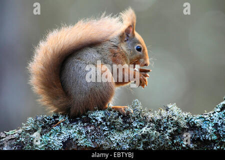 Europäische Eichhörnchen, eurasische rote Eichhörnchen (Sciurus Vulgaris), sitzt auf einem Ast mit Haselnuss, Großbritannien, Schottland, Cairngorm National Park Stockfoto