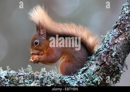 Europäische Eichhörnchen, eurasische rote Eichhörnchen (Sciurus Vulgaris), sitzt auf einem Ast mit Haselnuss in seine Pfoten, Großbritannien, Schottland, Cairngorm National Park Stockfoto