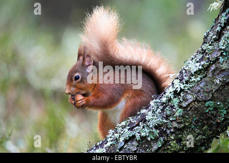 Europäische Eichhörnchen, eurasische rote Eichhörnchen (Sciurus Vulgaris), sitzt auf einem Ast mit Haselnuss, Großbritannien, Schottland, Cairngorm National Park Stockfoto