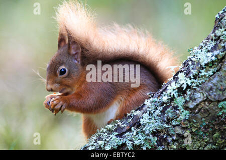 Europäische Eichhörnchen, eurasische rote Eichhörnchen (Sciurus Vulgaris), sitzt auf einem Ast mit Haselnuss, Großbritannien, Schottland, Cairngorm National Park Stockfoto