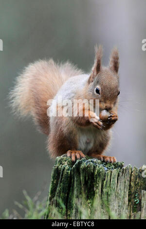 Europäische Eichhörnchen, eurasische Eichhörnchen (Sciurus Vulgaris), mit Haselnuss in seine Pfoten, Großbritannien, Schottland, Cairngorm National Park Stockfoto