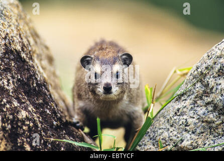 graue manatus, Yellowspotted manatus (Heterohyrax spec.), sitzt zwischen zwei Felsen, Tansania, Serengeti NP Stockfoto