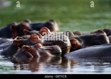 Nilpferd, Nilpferd, gemeinsame Flusspferd (Hippopotamus Amphibius), schlafen, Tansania, Serengeti NP Stockfoto