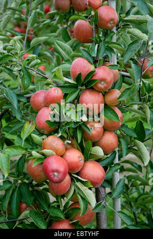 Apfelbaum (Malus Domestica "Braeburn", Malus Domestica Braeburn), Sorte Braeburn, Äpfel auf dem Baum Stockfoto