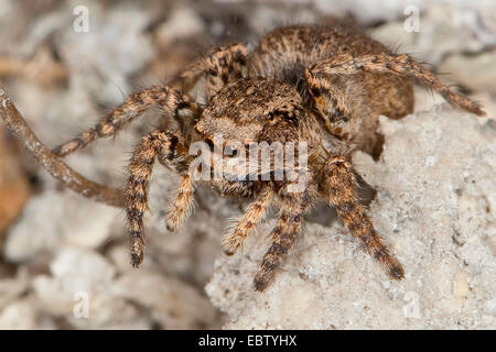 Springspinne (Aelurillus V-Insignitus, Phlegra V-Insignita, Attus V-Insignitus, Ictidops V-Insignitus), weibliche sitzt auf einem Stein, Deutschland Stockfoto