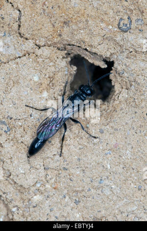 Orgel Rohr Schlamm Dauber, Digger Wasp (Trypoxylon spec.), sitzt an seinem Nest, Deutschland Stockfoto