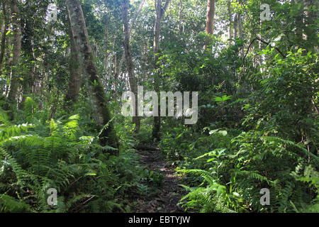 Regen Regenwald, Tansania, Sansibar, Jozani Nationalpark Stockfoto