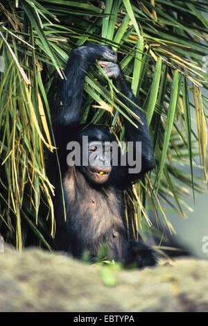 Bonobo, pygmy Schimpanse (Pan Paniscus), junger Bonobo mit einem Palmblatt Stockfoto