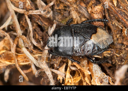 Burrower Fehler, Cydnid Bug (Cydnus Aterrimus), Draufsicht, Deutschland Stockfoto