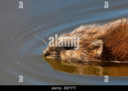 Bisamratte (Ondatra Zibethica), Baden, Deutschland Stockfoto