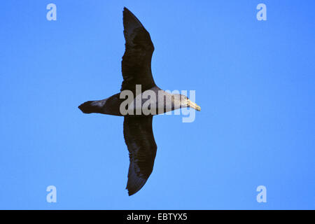 Südlichen giant Petrel, giant Petrel (Macronectes Giganteus), fliegen, Antarktis Stockfoto