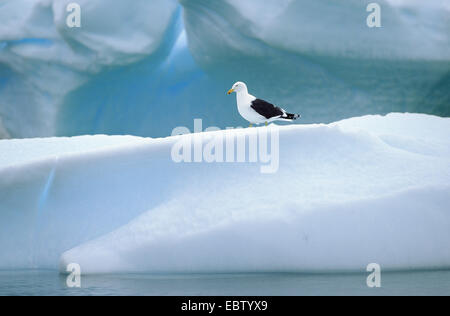 südlichen Black-backed Gull (Larus Dominicanus), sitzen auf einer Eisscholle, Antarktis Stockfoto