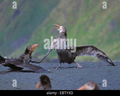 Nördlichen giant Petrel, Giant Petrel, Halls riesiges Petrel (Macronectes Halli), bedrohlich, Australien, Macquarie-Insel Stockfoto