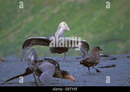 Nördlichen giant Petrel, Giant Petrel, Halls riesiges Petrel (Macronectes Halli), bedrohlich, Australien, Macquarie-Insel Stockfoto