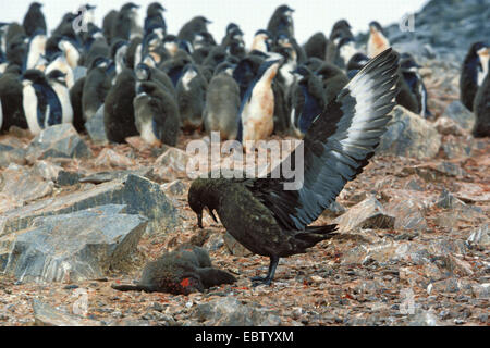 Antarktis Skua, Brown Skua (Catharacta Antarctica), mit Pinguin als Beute, Antarktis Stockfoto