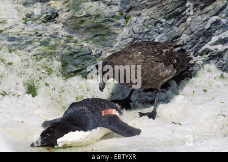 Antarktis Skua, Brown Skua (Catharacta Antarctica), mit Pinguin Küken als Beute, Antarktis Stockfoto