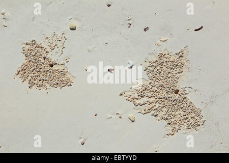 Muster von Krabben am Sandstrand, Tansania, Sansibar Stockfoto