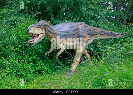 Albertosaurus (Albertosaurus) angreifen Stockfoto