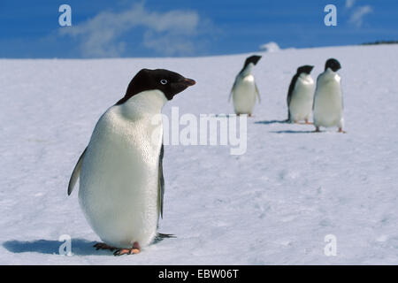 Adelie Penguin (Pygoscelis Adeliae), im Schnee, Antarktis Stockfoto