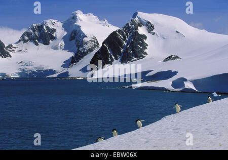 Adelie Penguin (Pygoscelis Adeliae), am Meer, Antarktis, Orkney Inseln, Laurie Island Stockfoto