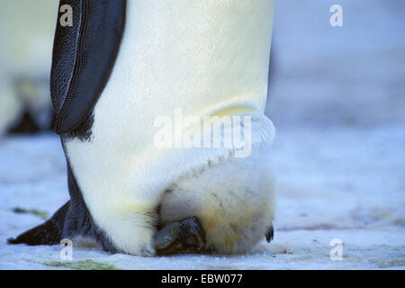 Kaiserpinguin (Aptenodytes Forsteri) mit Küken auf Füßen, Antarktis Stockfoto