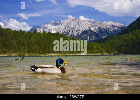 Stockente (Anas Platyrhynchos), Ente auf See Ferchensee, Deutschland, Bayern, Oberbayern, Oberbayern, Werdenfelser Land Stockfoto