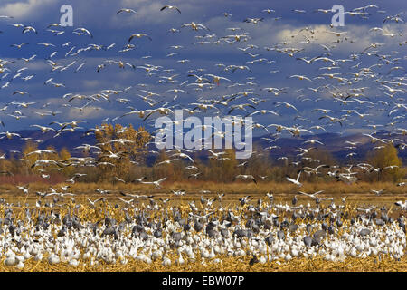 Snow Goose (Anser Caerulescens Atlanticus, Chen Caerulescens Atlanticus), Schneegänse Überwinterung im Bosque del Apache, USA, New Mexico, Bosque del Apache Wildlife Refuge Stockfoto
