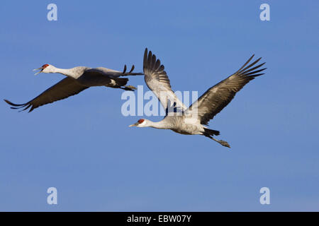 Sandhill Kran (Grus Canadensis), Sandhill Kräne, Flug, USA, New Mexico, Bosque del Apache Wildlife Refuge Stockfoto